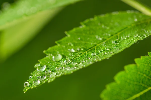 Färska gröna gräset med vatten droppar närbild — Stockfoto