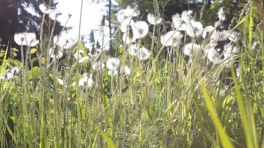 Çayırda karahindibalar