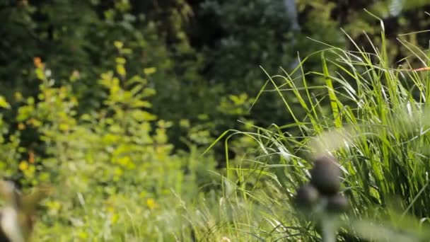 A grama verde alta — Vídeo de Stock