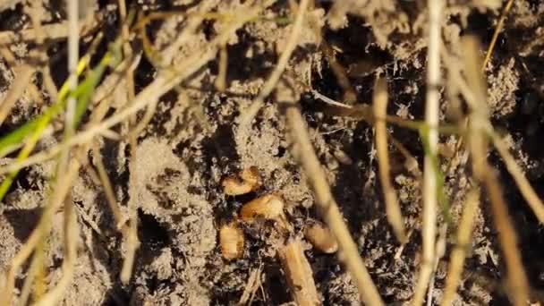 Fourmis travaillant en coopération dans une fourmilière — Video