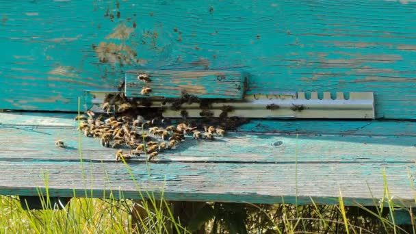 Las abejas vuelan de la colmena — Vídeo de stock