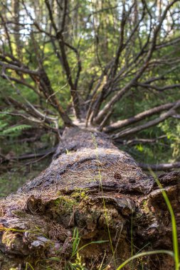 Bir çam ormanı içinde düşmüş ağaç
