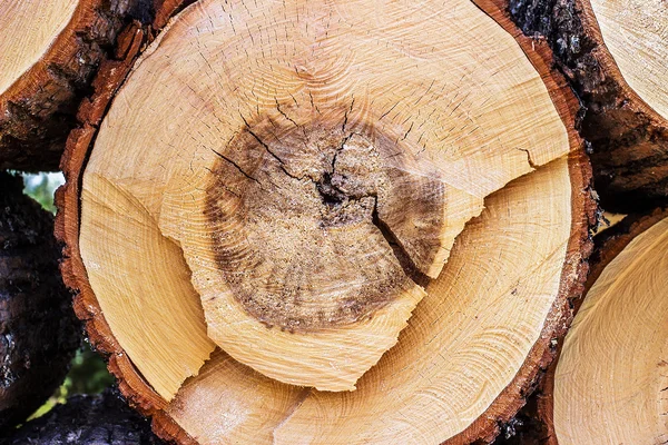 木材の断面図 — ストック写真