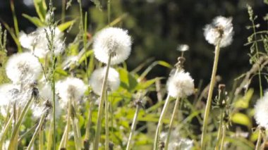 dandelions ile bahar çayır