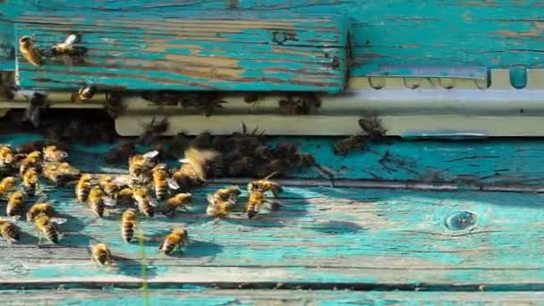 Zwerm bijen bij de ingang naar de korf, beweging — Stockvideo