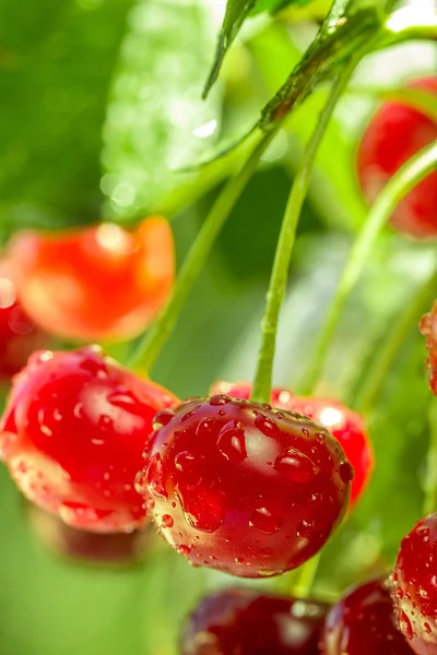 Red and sweet cherries on a branch — Stock Photo, Image