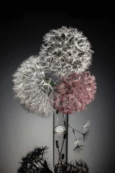 Karahindiba Çiçeğinden Yapılmış Mücevherler Lüks Konsept Güzel Yapımı Beyaz Yuvarlak — Stok fotoğraf