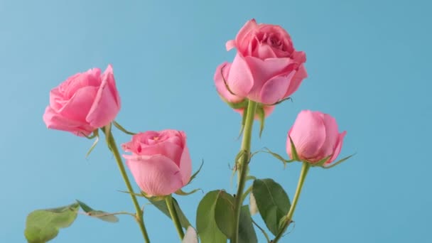 Otáčení kytice růžových růží. Květinová kytice rotující v modrém pozadí široký záběr. — Stock video