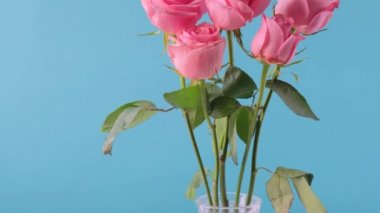 Dolly shot, Bouquet of pink rose flowers in glass vase on blue background. 4K resolution.