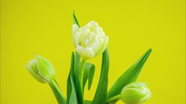 Timelapse de tulipas coloridas flor florescendo no fundo amarelo. Vídeo 4K — Vídeo de Stock