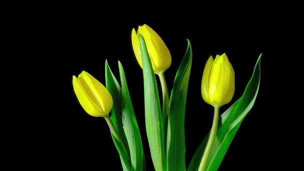 Tulipany. Timelapse jasnożółte kolorowe tulipany kwiat kwitnący na czarnym tle. Wideo 4K — Wideo stockowe