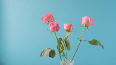 Erkek eli vazodan pembe gül çiçeğini çıkarır..