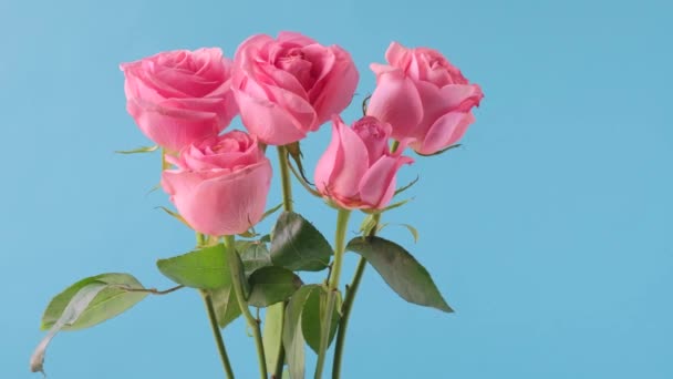 Dolly skott, bukett rosa ros blommor på blå bakgrund. 4K-upplösning. — Stockvideo