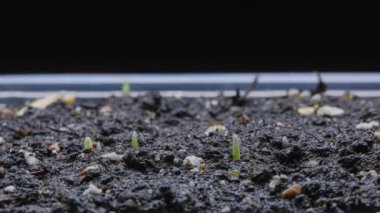 Yulaf Çimi siyah arka planda hızla büyüyor. 4K video