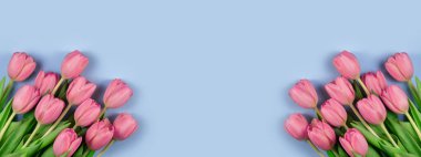 Mavi arka planda pembe lale çiçekleri. Anneler Günü için kart, 8 Mart, Paskalya, Sevgililer Günü, doğum günü. Baharı bekliyorum. Tebrik kartı. Düz yatış, üst manzara, geniş pankart. Boşluğu kopyala