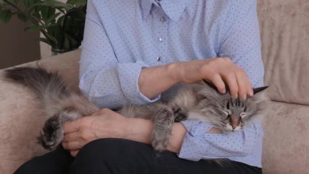 Une femme tenant et caressant un chat domestique à la maison. Propriétaire caressant chat animal de compagnie. — Video