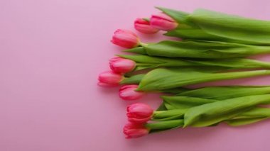 Pembe arka planda bir buket pembe lale. Bahar ve Kadın Günü kavramı, Anneler Günü