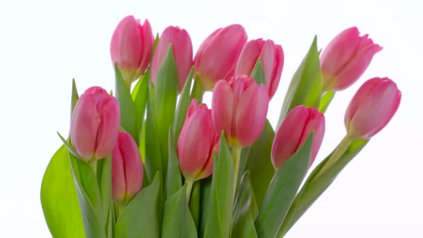 白い背景にピンクのチューリップの花束。春と女性の日という概念は — ストック動画