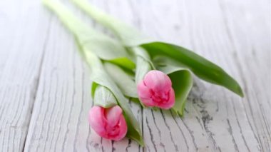 Beyaz ahşap arka planda pembe laleler. Kadın Günü, Anneler Günü, 8 Mart, 4K