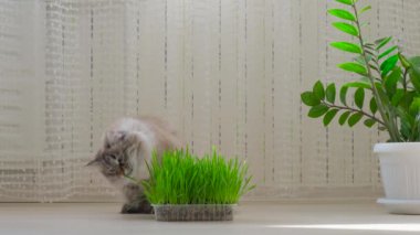 Kedi taze yeşil ot yer. Hayvan ve hayvan maması. 4k görüntü