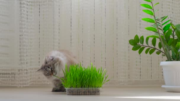 Cat eats fresh green grass. Animal and pet food. 4k footage — Stock Video