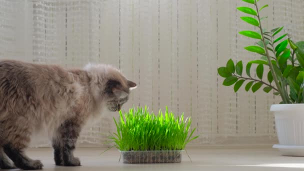 Kucing makan rumput hijau segar. Makanan hewan dan hewan peliharaan. Rekaman 4k. — Stok Video