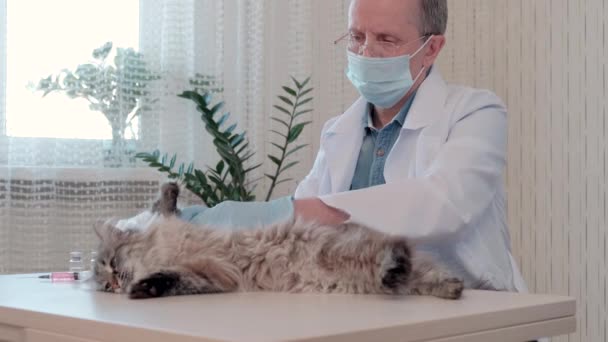 Primo piano del medico veterinario in guanti medici esaminare la salute del gatto in clinica. — Video Stock