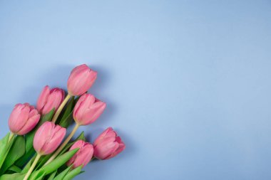 Mavi arka planda pembe lale çiçekleri. Bahar çiçekleri laleleri. Anneler Günü