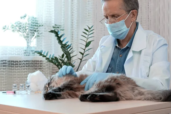 Close up of veterinarian doctor in medical gloves examine cat health in clinic.