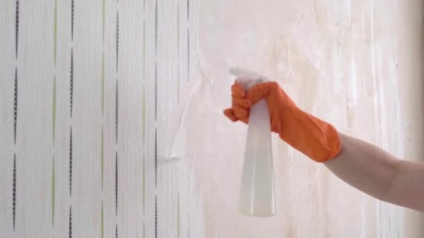 Женщина снимает старые обои со стен, готовясь к ремонту квартиры — стоковое видео