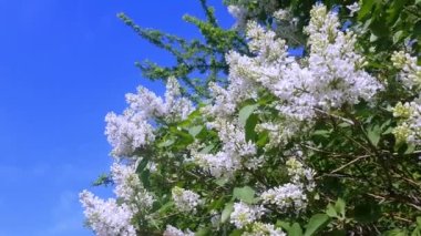 Baharda çiçek açan beyaz leylak çiçekleri. Bahçede çiçek açan leylak dalı.