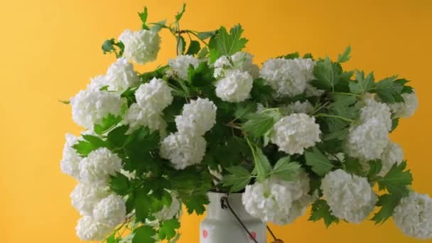 4k Fehér gömb alakú virágok hógolyó fa. Forgási szög 360 fok — Stock videók