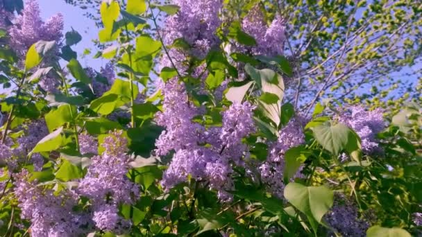 Ramos lilás ao vento. Primavera é a floração de arbustos lilás. — Vídeo de Stock