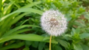 Çimlerde beyaz karahindiba. Çimenlerdeki karahindibaların doğal arka planı.