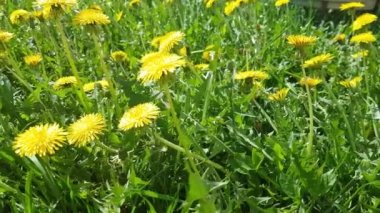 4k Manzaralı Bahar Çayırı Bir sürü parlak sarı karahindiba.