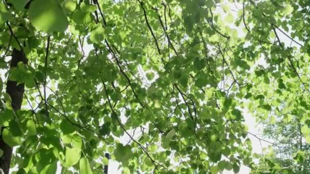 Grüne Blätter und Äste flattern im Wind. — Stockvideo