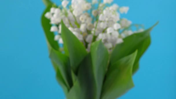 4k Rotating bouquet of white spring flowers lilies of valley on blue background. — Stock Video