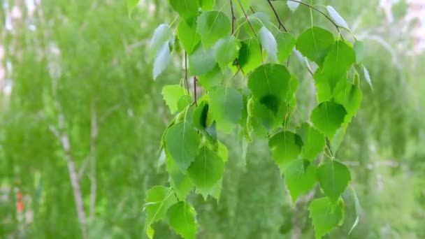 Cerrar las hojas verdes de las hojas de abedul. material de archivo de abedul floreciente hermosa — Vídeos de Stock