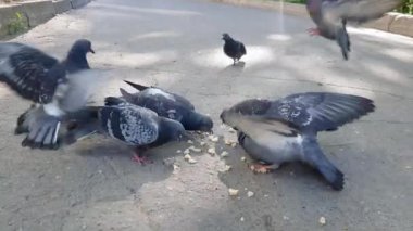 Kaya Güvercinleri Grubu 'nu beslemek. Sokaktaki bir parça ekmekle yemek ve beslenmek.