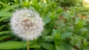 Çimlerde beyaz karahindiba. Çimenlerdeki karahindibaların doğal arka planı.