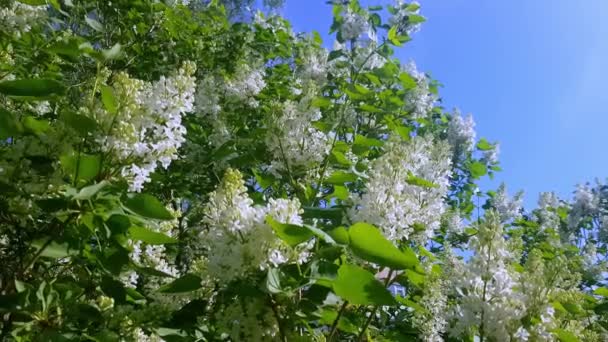 Цветущие белые сиреневые цветы весной. Ветвь цветущей сирени в саду. — стоковое видео