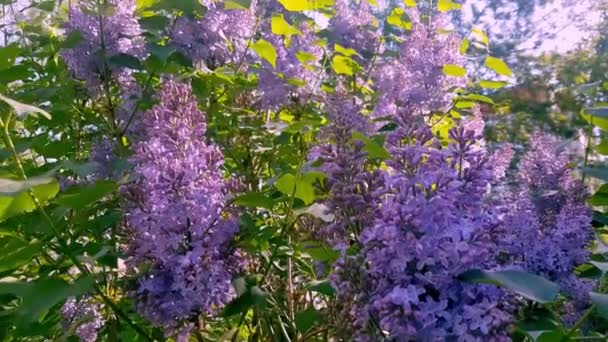 Ramas lila al viento. La primavera es el florecimiento de los arbustos lila. — Vídeos de Stock