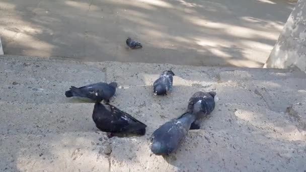 Feeding birds Group of Rock Dove Pigeons eating a piece of bread on the street — Stock Video