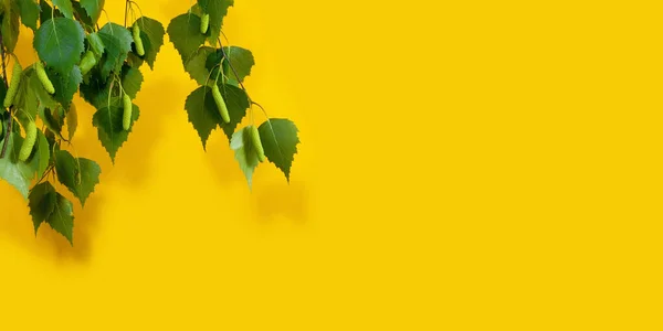 Sarı arkaplanda çiçek açan huş ağacı dalları, metin için yer var. — Stok fotoğraf