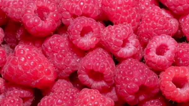 Bacche. Frutti di lampone freschi come sfondo alimentare. Rotazione di lampone succosa 360 — Video Stock