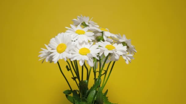 Ramo de flores de manzanilla sobre fondo amarillo. Movimiento de rotación lenta. — Vídeo de stock