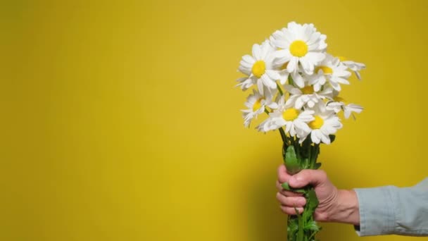 Boeket kamillebloemen. Man met een boeket Matricaria. — Stockvideo