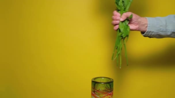 Människan sätter vita kamomillblommor i en glasvas på gult bord. — Stockvideo