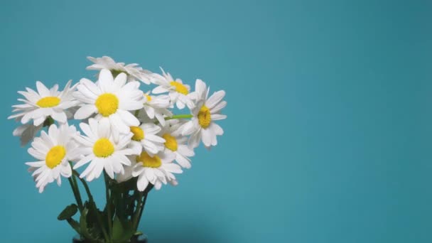 Rotativa, Dolly tiro buquê de flores Matricaria. Flores de verão — Vídeo de Stock