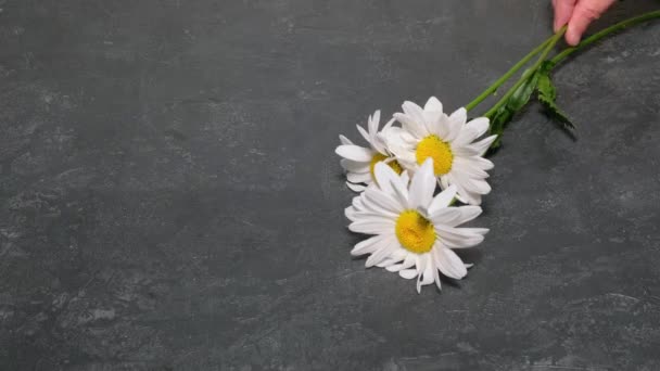 Människan sätter vita kamomillblommor på en mörk betong bord närbild slow motion — Stockvideo